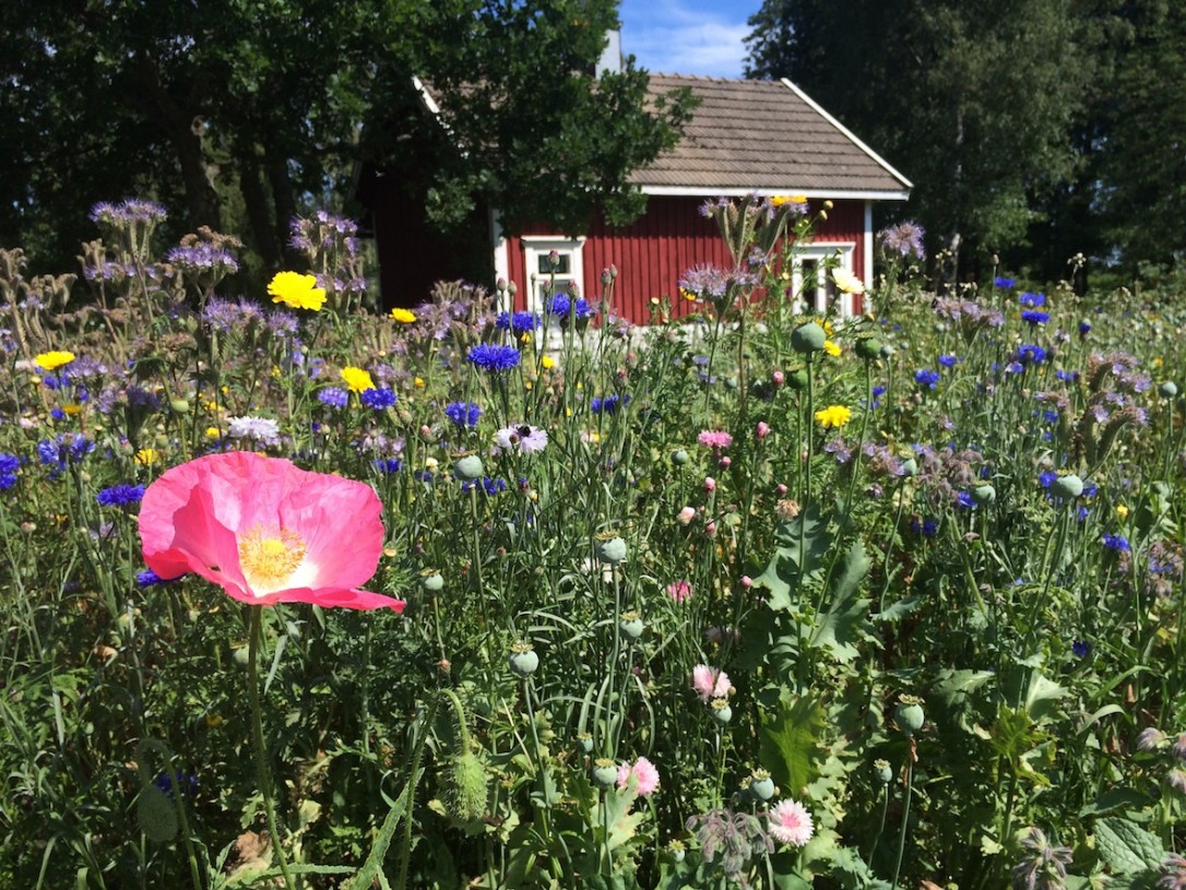 Saaristoluonto on saaristomerellä vertaansa vailla. Yksi suosikkipaikoistani on Högsåra ja Farmors cafen notkuvat herkkupöydät.