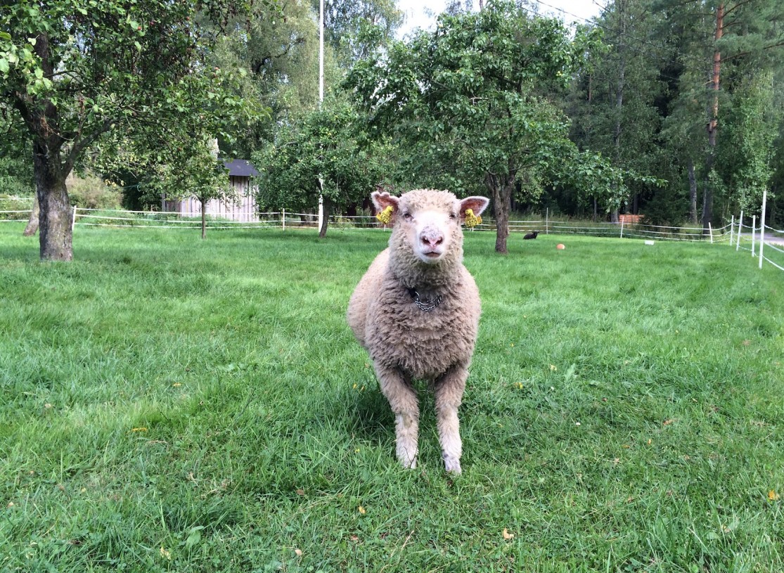 Hanko Sjöberg lammas