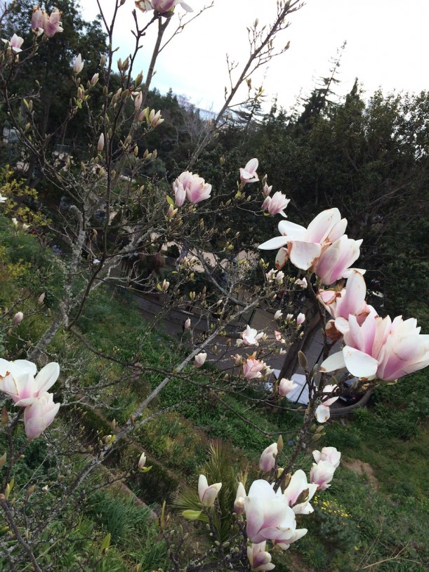 Mielestäni kauneinta keväässä ovat kukkivat puut. Magnolia on oma suosikkini.